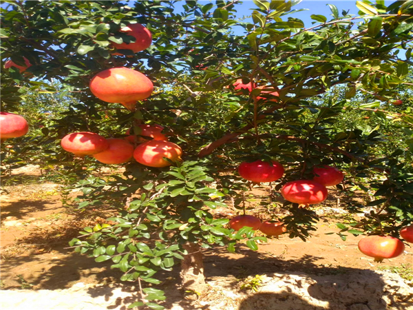 泰山紅石榴苗